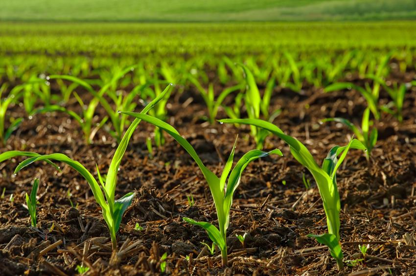 OrCal w czasie wzrostu kukurydzy – dlaczego warto?